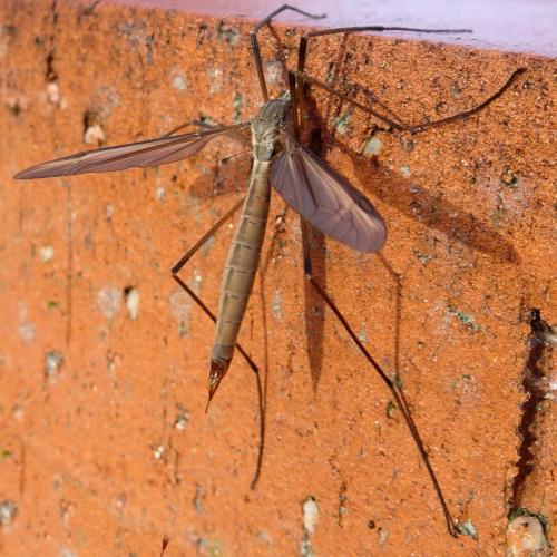 Tipula paludosa